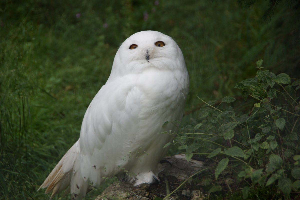 Wildpark 2019